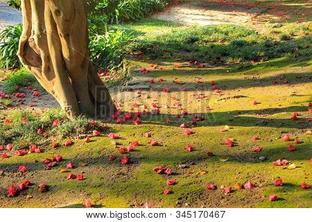 Oporto, Portugal- January 6, 2020: Soil With Moss And Pink Camellia Mantle In The Idyllic Crystal Pa
