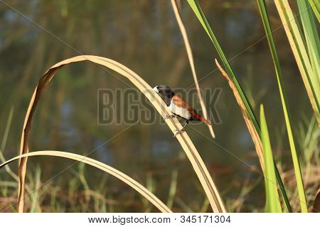Eastern Towhee - About Seven Inches In Length, Red-brown Eyes And A Small Pointed Black Bill.