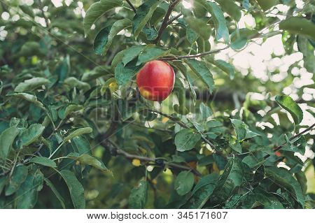Red Apples On A Tree In The Garden.