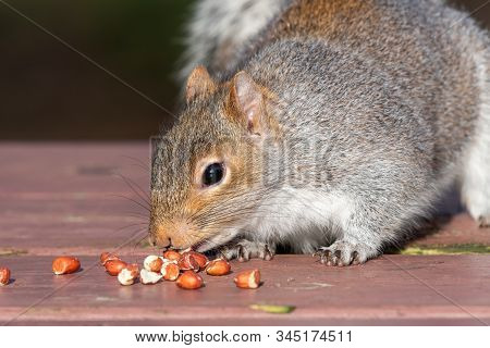 Portrait Of A Grey Squirrel (sciurus Carolinensis) Eating Nuts Off Of A Picnic Table.