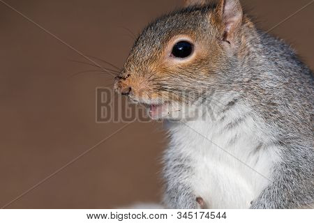 Close Up Head Shot Of A Grey Squirrel (sciurus Carolinensis) With Copy Space
