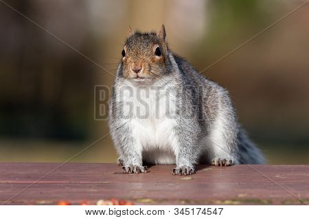 Portrait Of A Grey Squirrel (sciurus Carolinensis) On A Picnic Table In The Park.