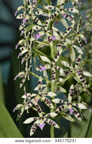Prism-shaped Seedpod Panarica - Prosthechea Prismatocarpa 
From Costa Rica & Panama Cloud Forests