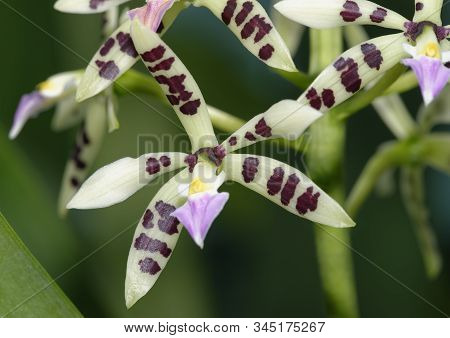 Prism-shaped Seedpod Prosthechea - Prosthechea Prismatocarpa 
From Costa Rica & Panama Cloud Forests