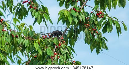 The Starlings Eat The Harvest Of Sweet Cherry. Agricultural Pest.