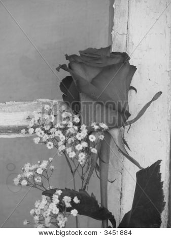 Sort & hvid vindue Rose