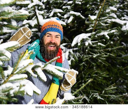 Macho With Beard And Mustache Hiding Between Firtrees Branches.