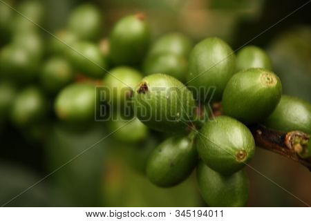 Colombian Coffee Plantation In The Andean Valleys. Quimbaya, Quindio, Colombia. Triangle Coffee.
