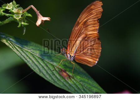 The Underwing View Of A Flame Butterfly