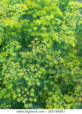 Dill Plant And Flower As Green Background. Blooming Fennel. Flowering Dill Herbs Plant In The Garden