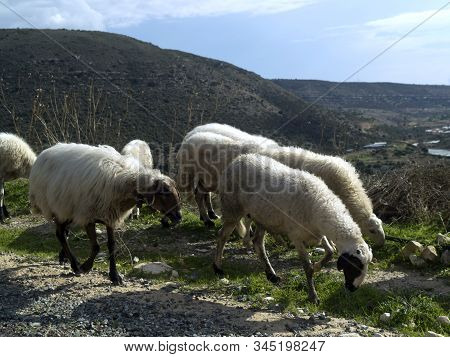 Flock Of Sheep Going Along A Mountain Road Near Kouris Dam, Cyprus On A Sunny Winter Day