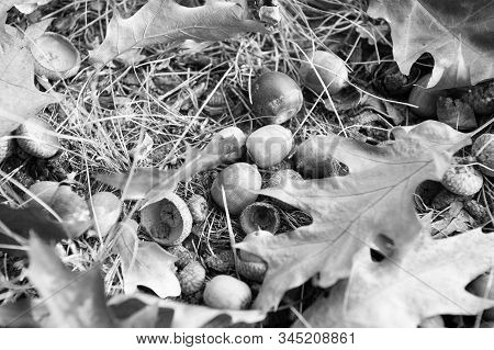 Symbol Of Fall. Close Up Ripe Acorns And Oak Leaves On Ground. Autumn Forest Concept. Gifts Of Fall.