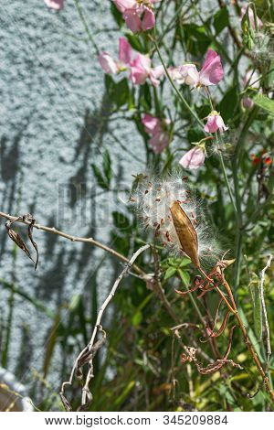 A Milkweed Seed Pod Growing With Sweet Pea Vines
