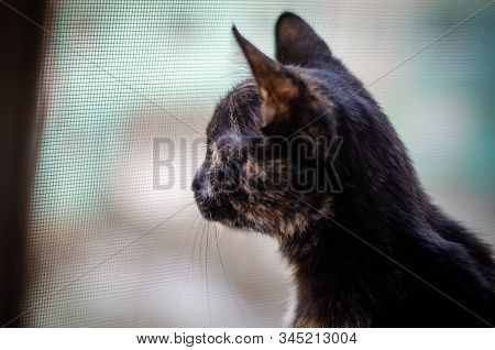 Tortie Kitten Sitting And Thinking At Her Life