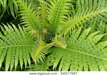 Beautiful Foliage Of Rib Fern Silver Lady, A Tropical Plant