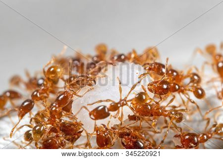 Macro Photography Of Group Of Pheidole Pallidula Ants Help Each Other To Transport Food