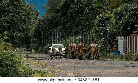 Herd Of Cows Walking Down The Road  And Approaching A Car In Pak Nam Pran, Thailand