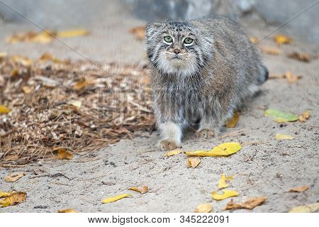 Pallas's Cat (otocolobus Manul). Manul Is Living In The Grasslands And Montane Steppes Of Central As
