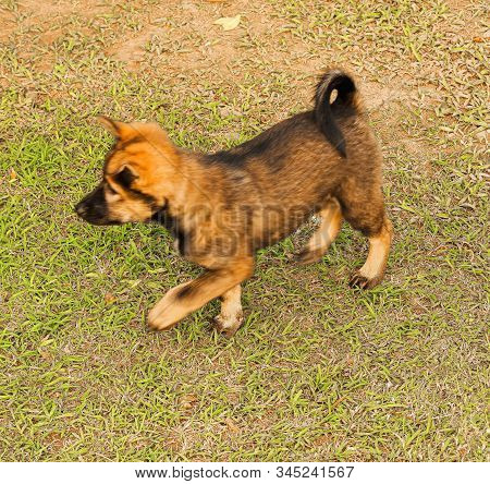 Animals/wildlife, Nature Babydog  Utdoor, Paradise, Relax, Sand, Scene, Scenic, Sea, Shore, Sightsee