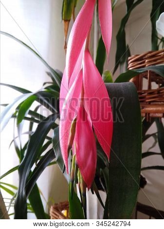 Pink Flower Of Billbergia, Tropical Exotic Plant