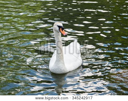 White Swan At A Lake In Summer