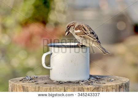 Sparrow With Sunflower Seeds In Its Beak Sits On The Edge Of A Tin Cup Against A Blurred Background 