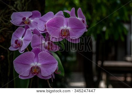 Beautiful Flower Of Purple Orchid Flowers (spathoglottis Plicata) Or Ground Orchid On Natural Blurry