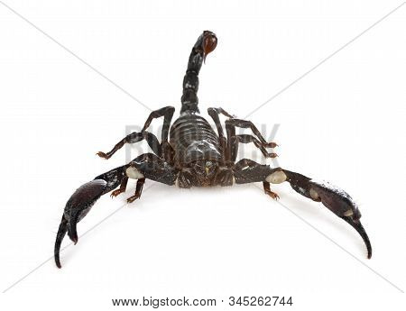 Heterometrus Spinifer In Front Of White Background