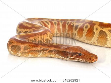 Python Brongersmai In Front Of White Background