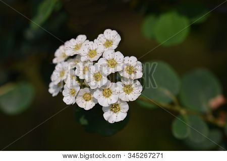 Spirea Flowers - Latin Name - Spiraea Nipponica