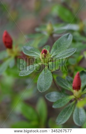 Azalea Girards Red Flower - Latin Name - Rhododendron Hybrid Girards Red