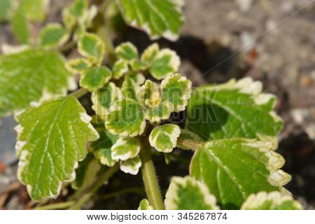 Swedish Ivy Marginatus - Latin Name - Plectranthus Forsteri Marginatus