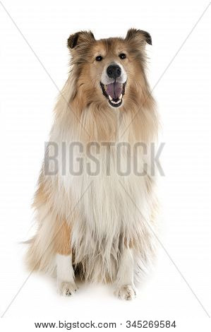 Rough Collie In Front Of White Background