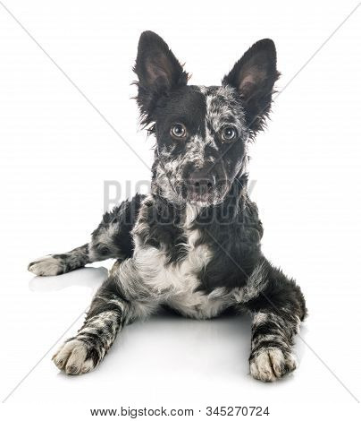 Puppy Mudi In Front Of White Background