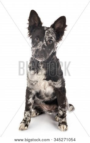Puppy Mudi In Front Of White Background