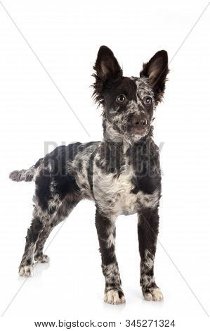 Puppy Mudi In Front Of White Background