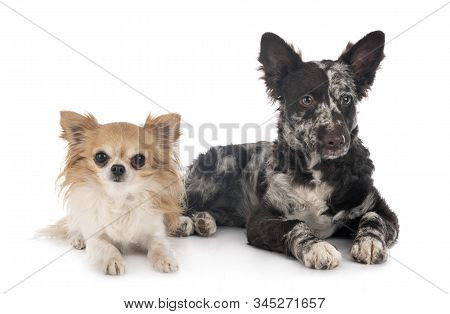 Puppy Mudi And Chihuahua In Front Of White Background