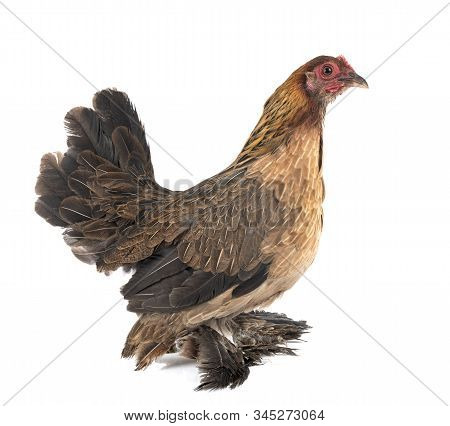 Booted Bantam In Front Of White Background