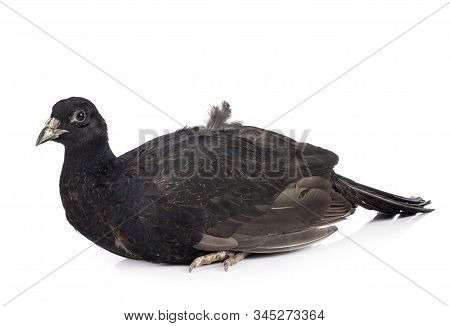 Tenebrosus Pheasant In Front Of White Background