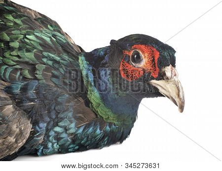 Tenebrosus Pheasant In Front Of White Background