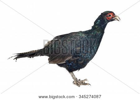Tenebrosus Pheasant In Front Of White Background