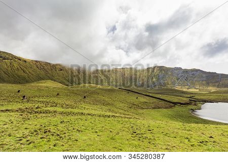 Cows Grazing Along A Lake In The Center Of The Corvo Caldera On The Island Of Corvo In The Azores, P