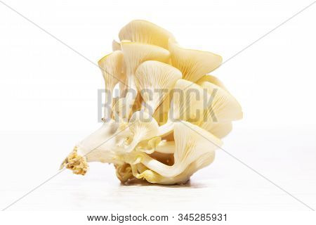 Golden Oyster Mushrooms Isolated On White Background, Pleurotus Citrinopileatus