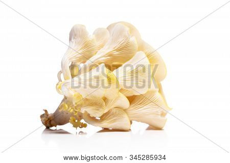 Pleurotus Citrinopileatus Isolated On White, Golden Oyster Mushroom, Gourmet Fungi