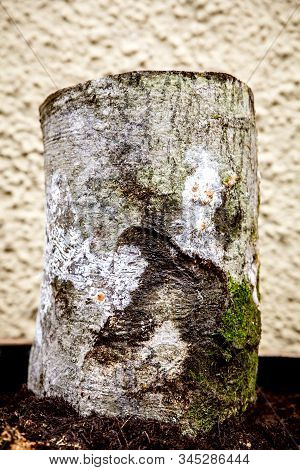Inoculated Beech Tree Stub With Gourmet Mushroom Mycelium, Fungiculture And Mushroom Farm