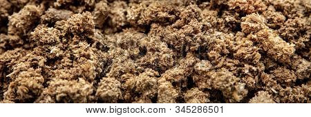Organic Substrate Background For Gourmet Mushroom Cultivation, Fungiculture Growth Medium, Panorama