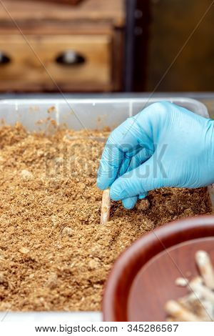 Work Stage And Procedure In A Mushroom Farm, Inoculation, Fruiting And Fungiculture, Details