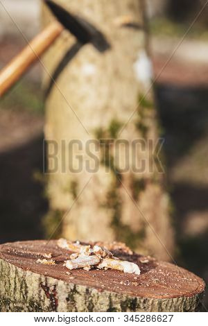 Inoculated Mycelium Pellets In Front Of A Beech Tree Stump, Mushroom Farm And Fungiculture, Outdoor