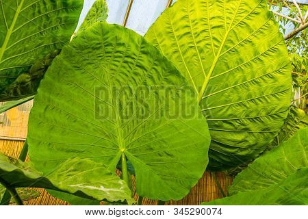 Closeup Of The Big Leaves Of A Giant Taro Plant, Tropical Plant Specie From Australia
