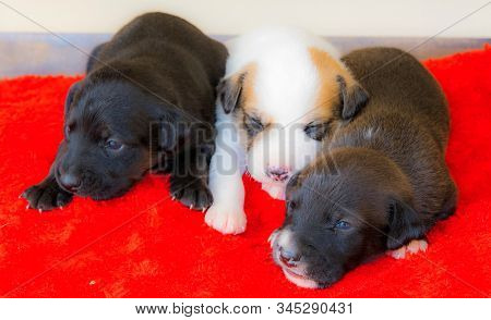 macro of some dog puppies